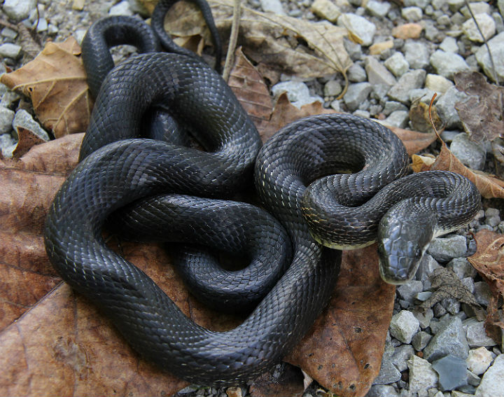 Black Rat Snake